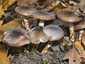 Olajszínű csigagomba (Hygrophorus persoonii), Budai-hegység
